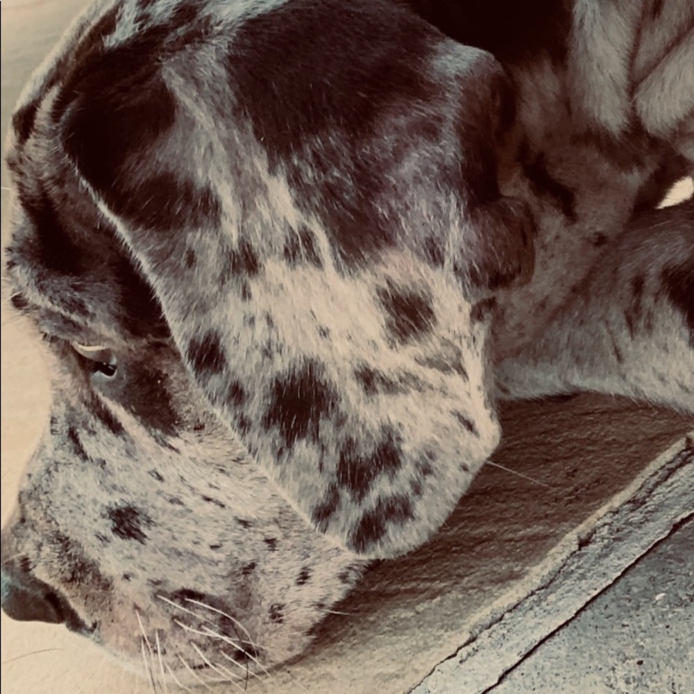 Meet your Posher, Broc